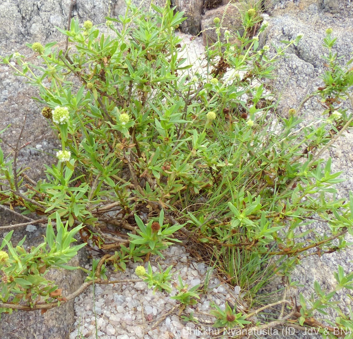 Spermacoce verticillata L.